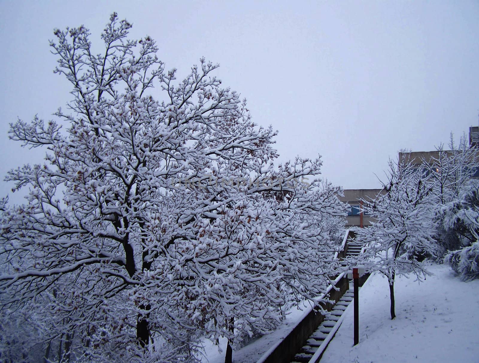 tree and snow in Urbino, Italy