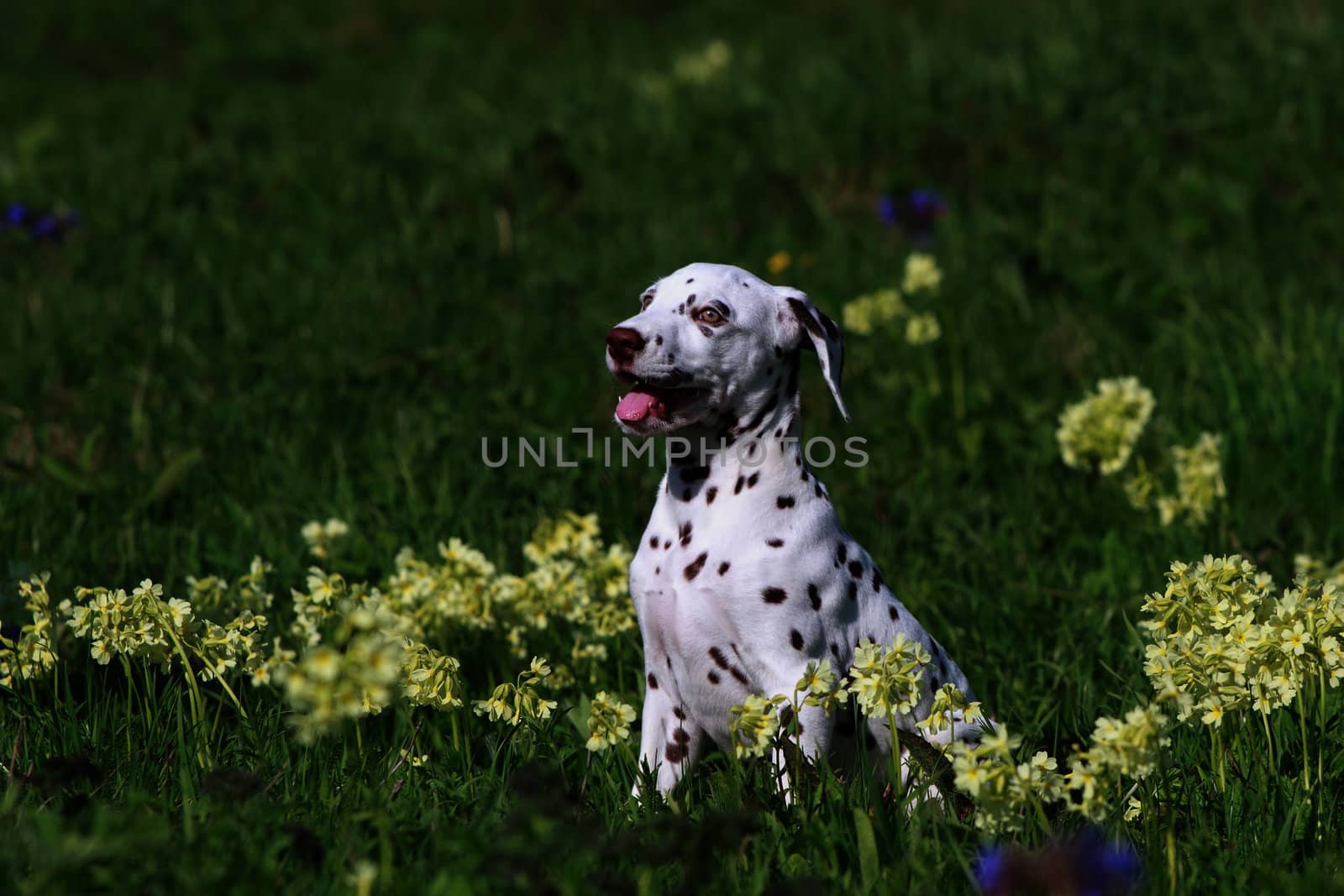 Dalmatian puppy dog  by Ohotnik