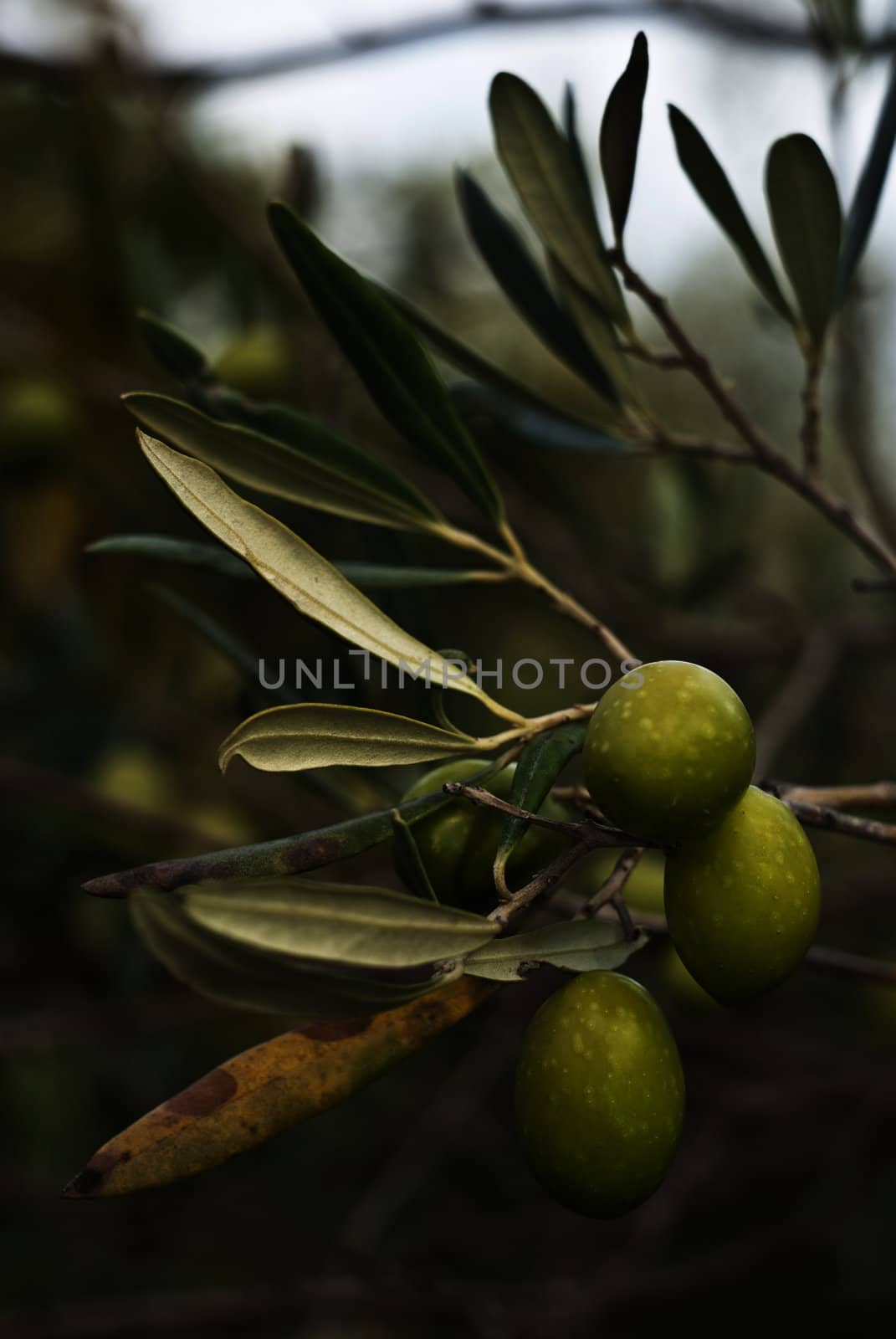 green olives on branch.sicily