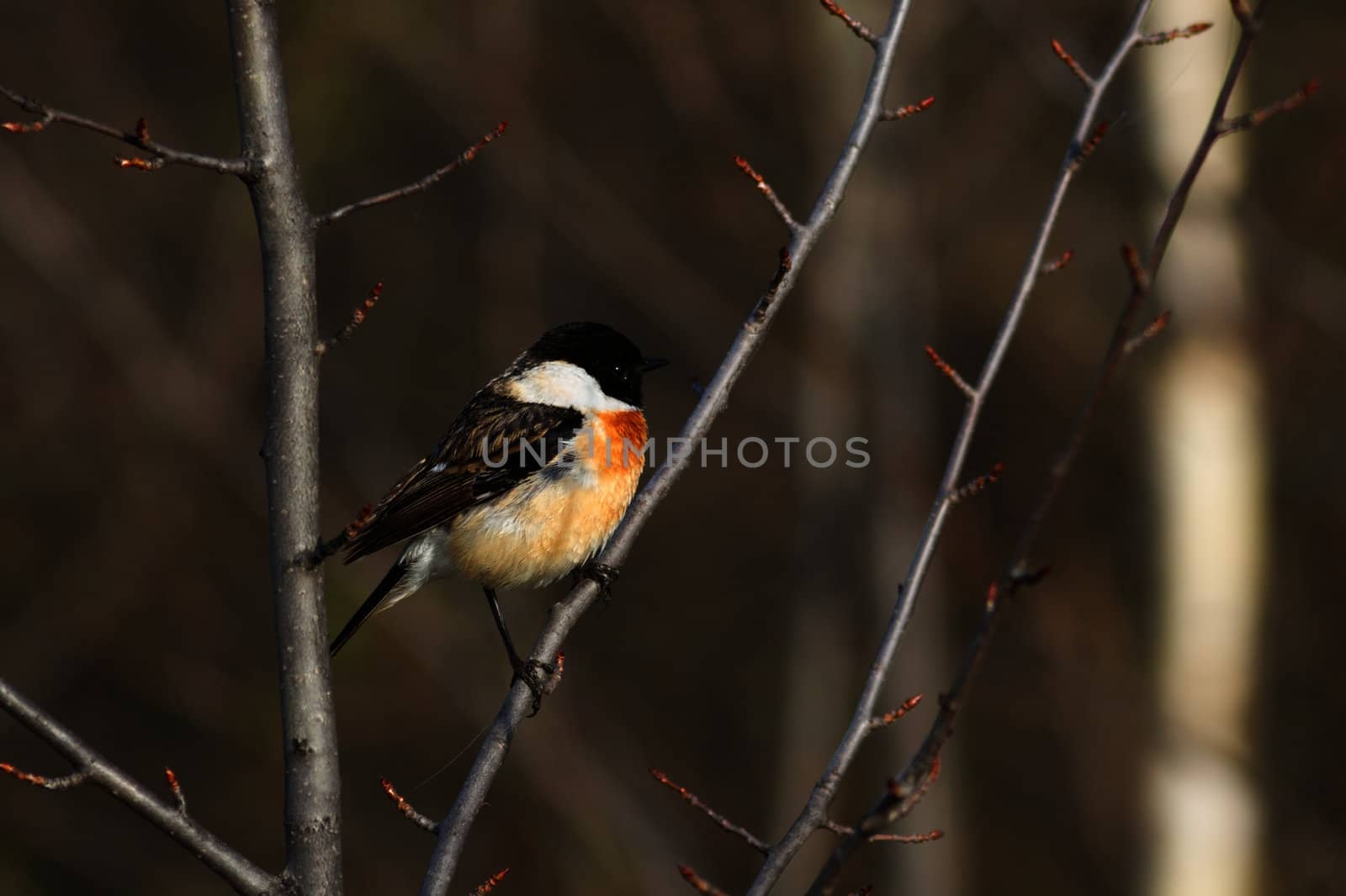 Stonechat by Ohotnik