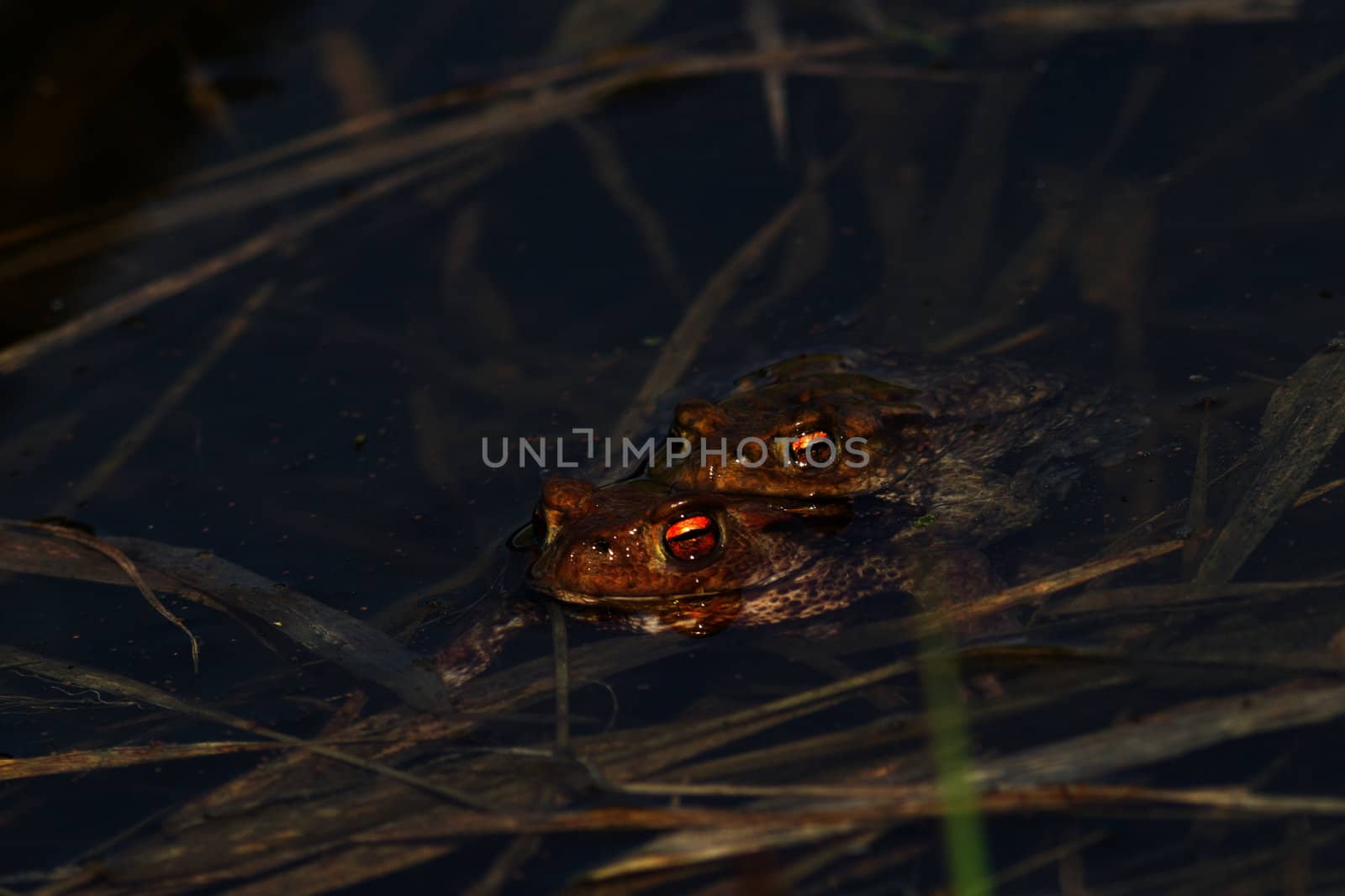 Two frogs during the breeding season