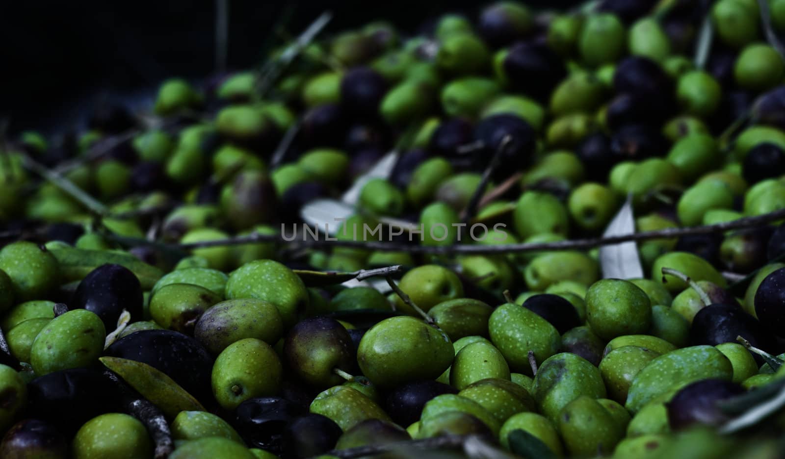 picked olives and leaves by gandolfocannatella