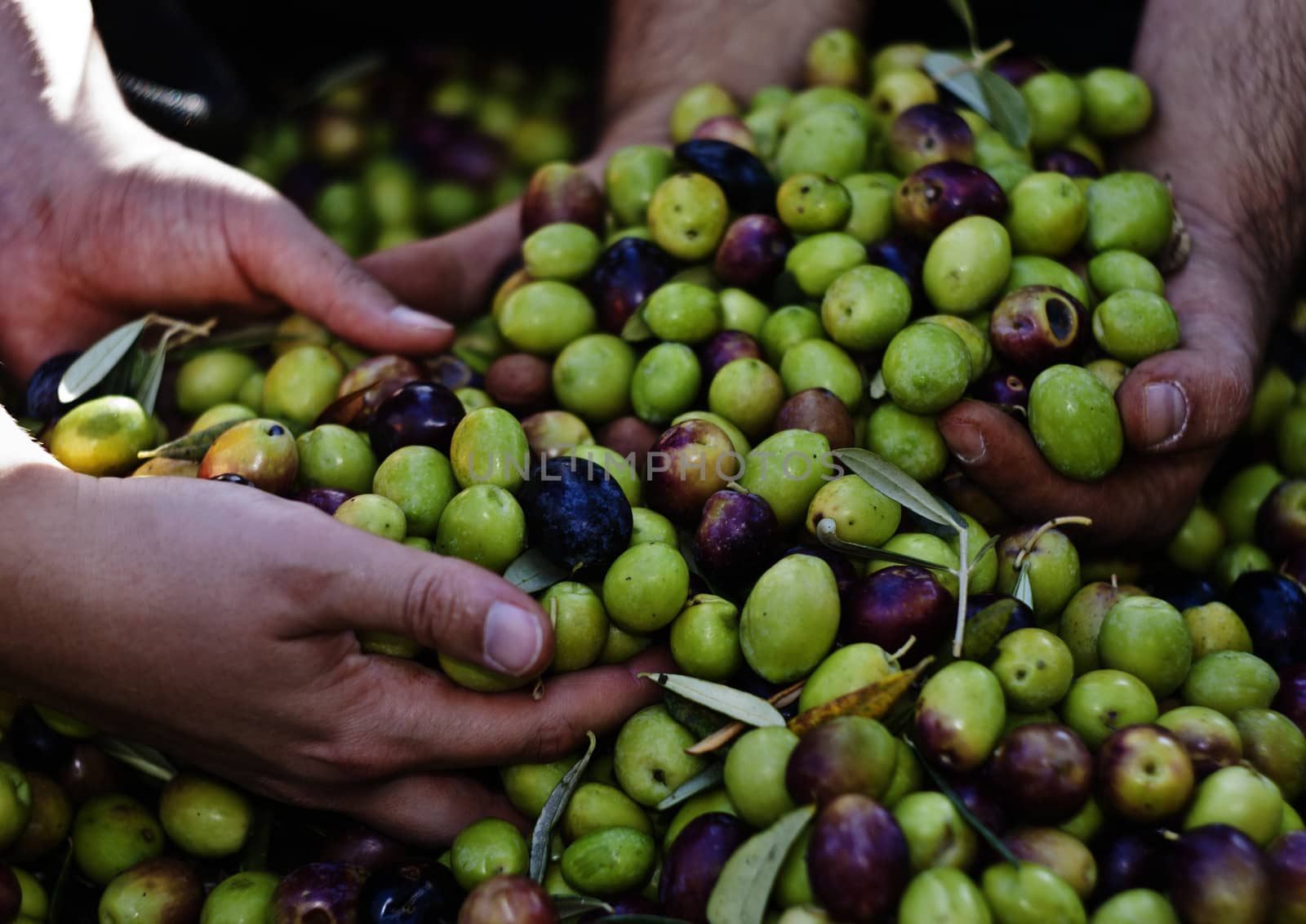 Olives in four hands by gandolfocannatella