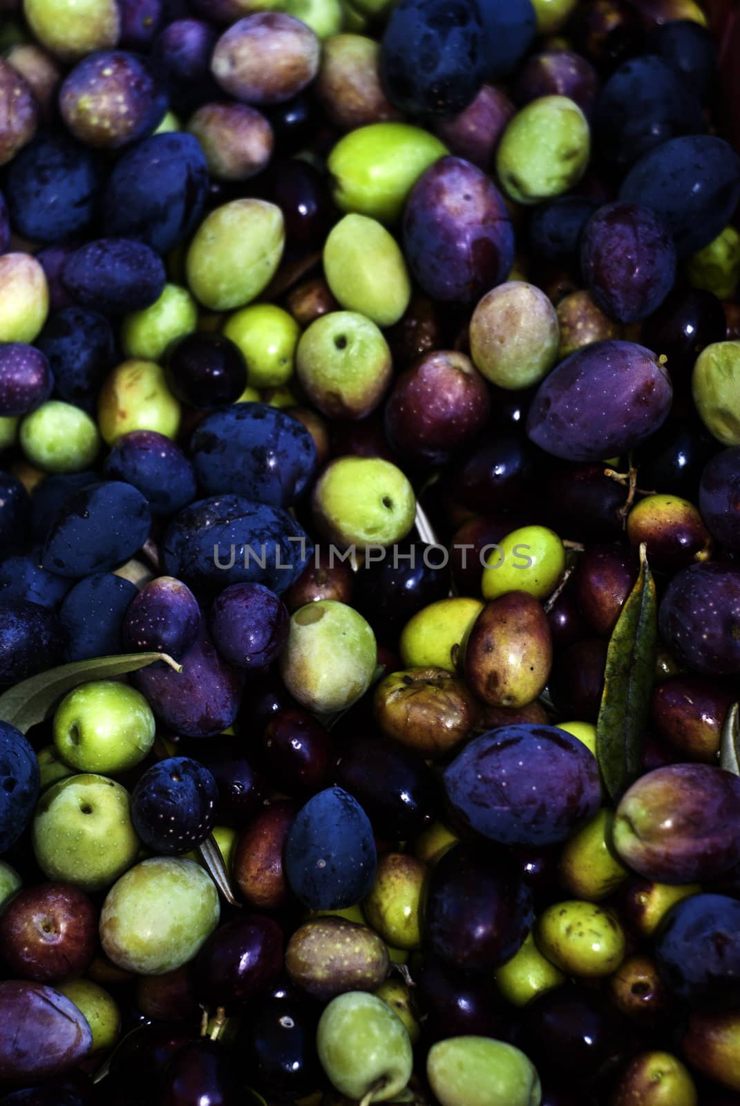 picked olives and leaves by gandolfocannatella