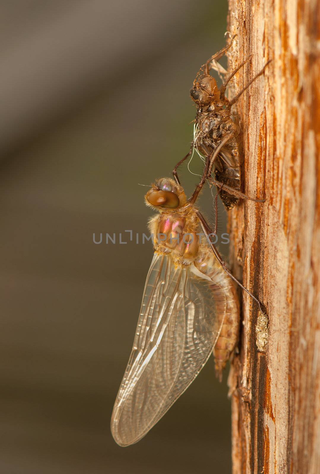 Libellula quadrimaculata