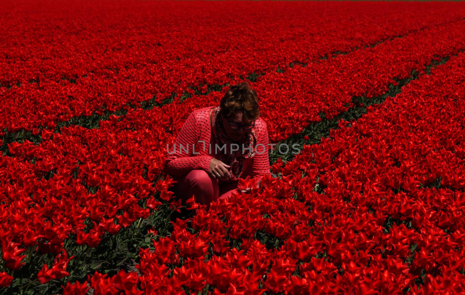 adult woman in red tulip field in Holland near Lisse
