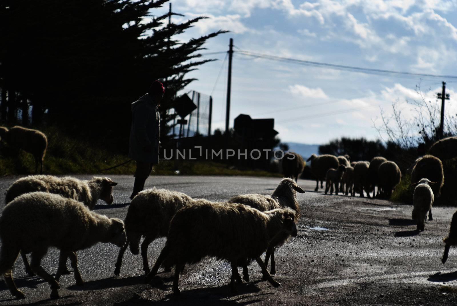 Shepherd with his sheeps  by gandolfocannatella