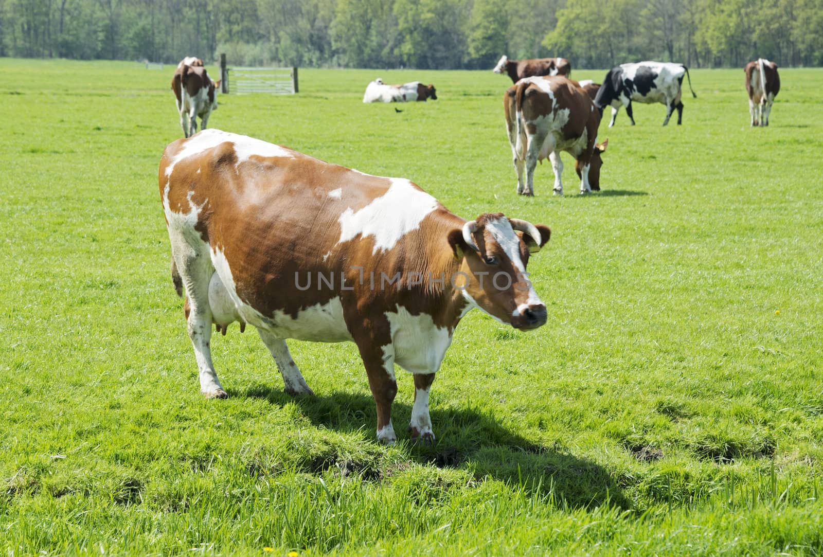 brown and white cow on green grass 