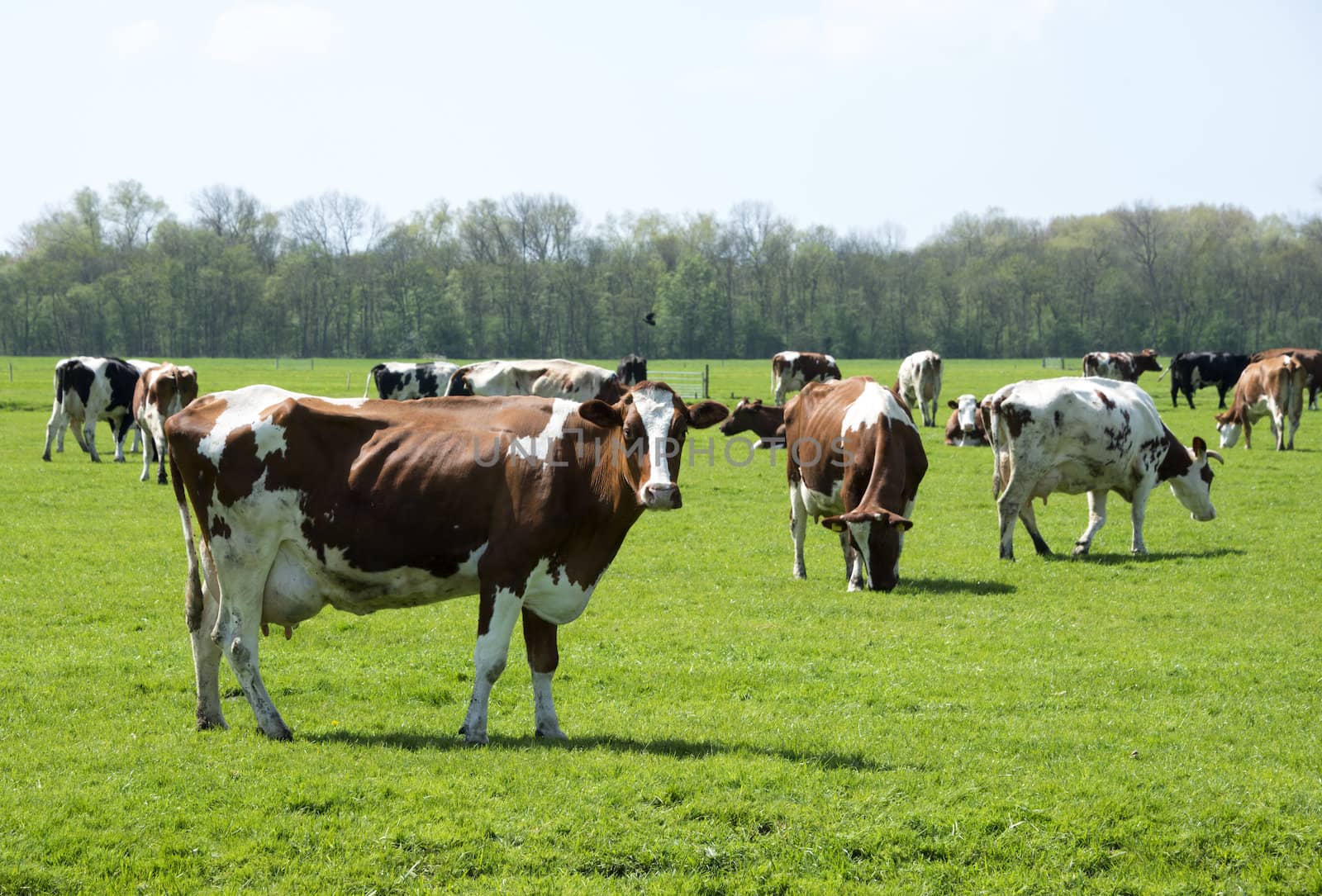 cows red and black on green grass in dutch landscape