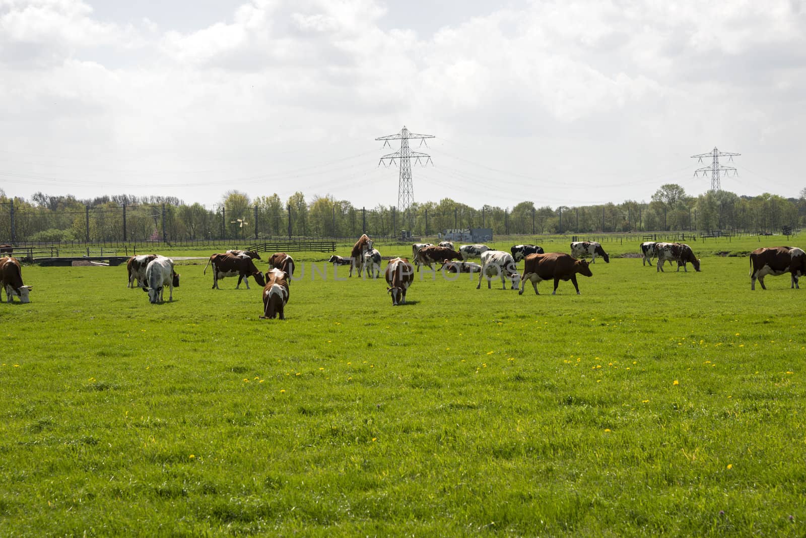 cows red and black on green grass in dutch landscape