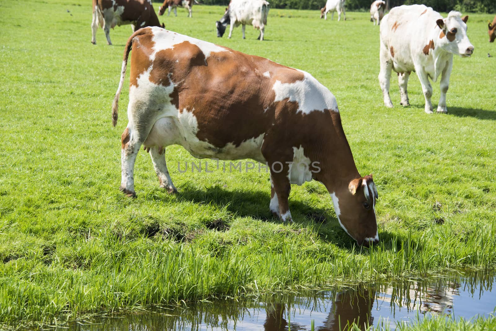 cow red and white drinking from small river