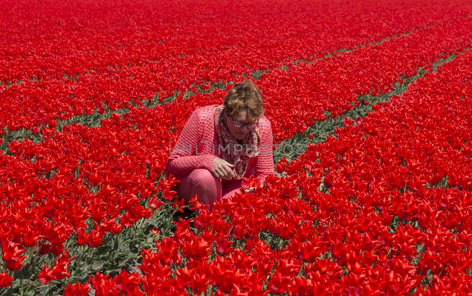 adult woman in red tulip field by compuinfoto
