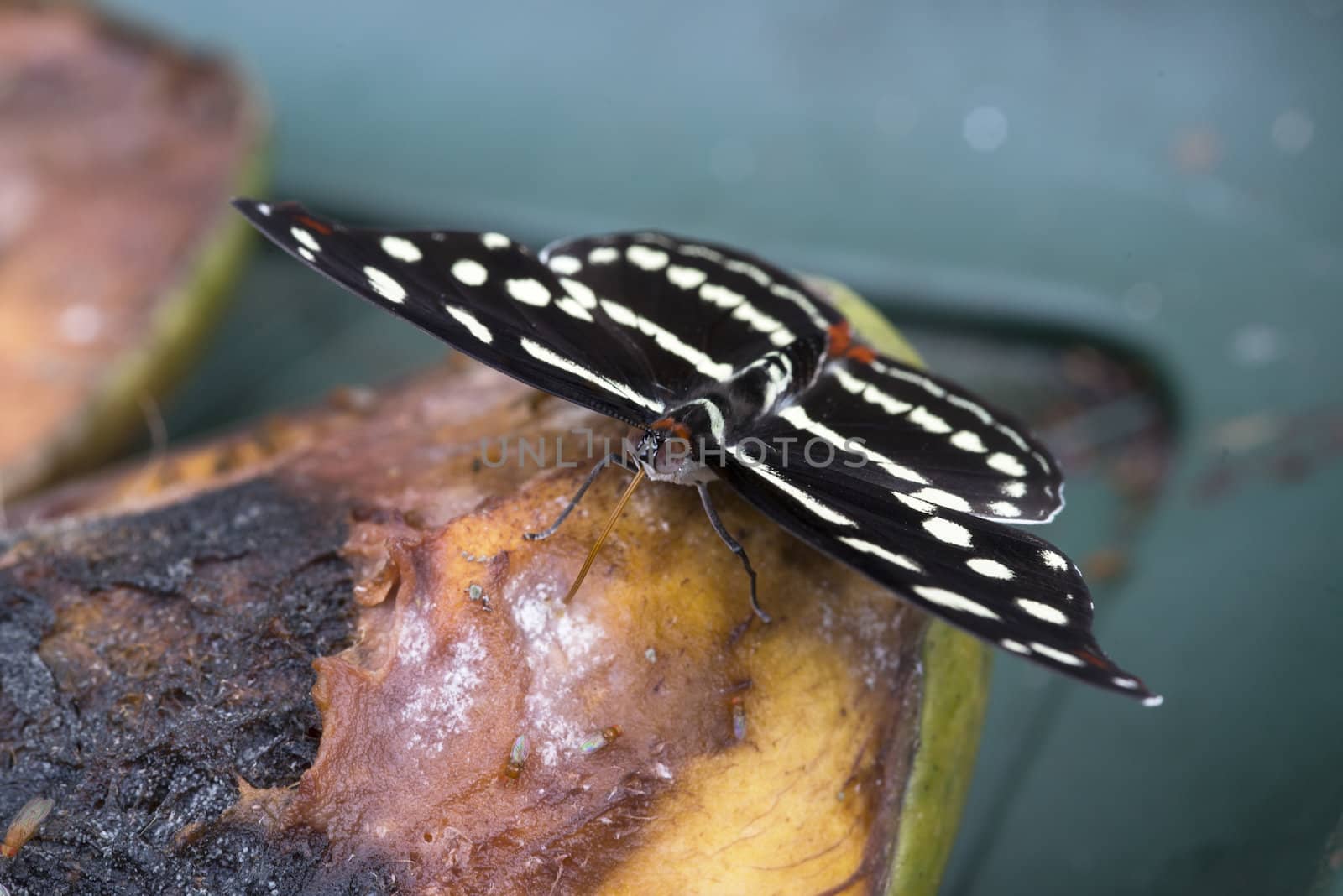 Limenitis camilla butterfly on old rotten apple