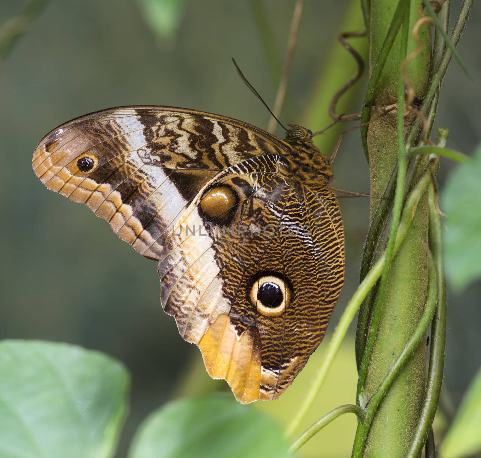  morphoo butterfly on green leaves