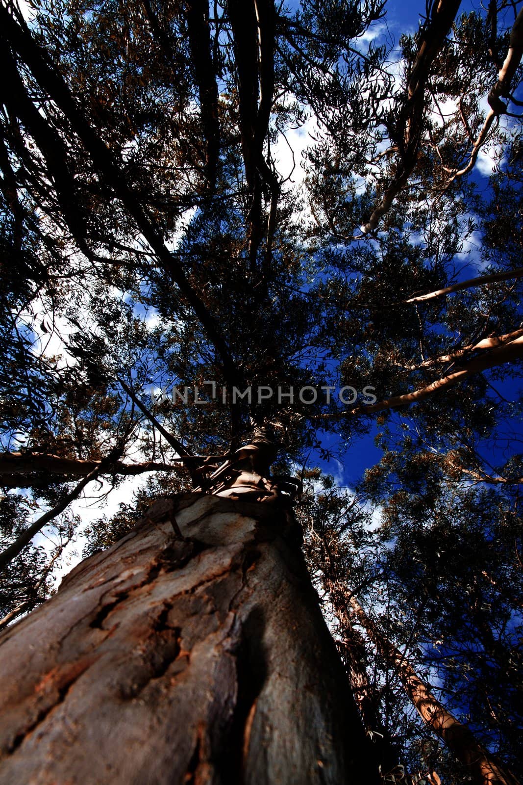 View below  in the shade of tall eucalyptus trees in the forest.