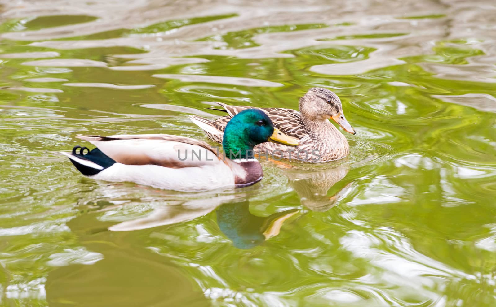 Beautiful mallard ducks and her reflection in the water