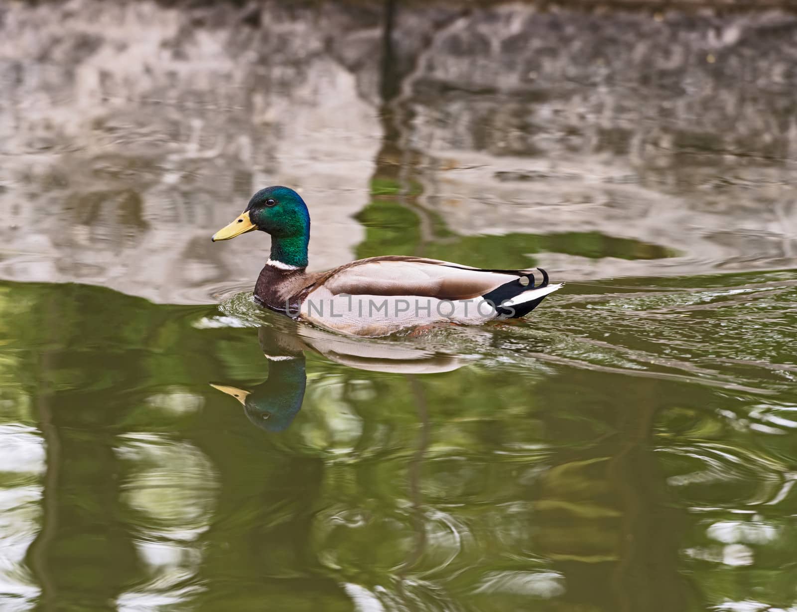 mallard duck swimming in a lake by Marcus