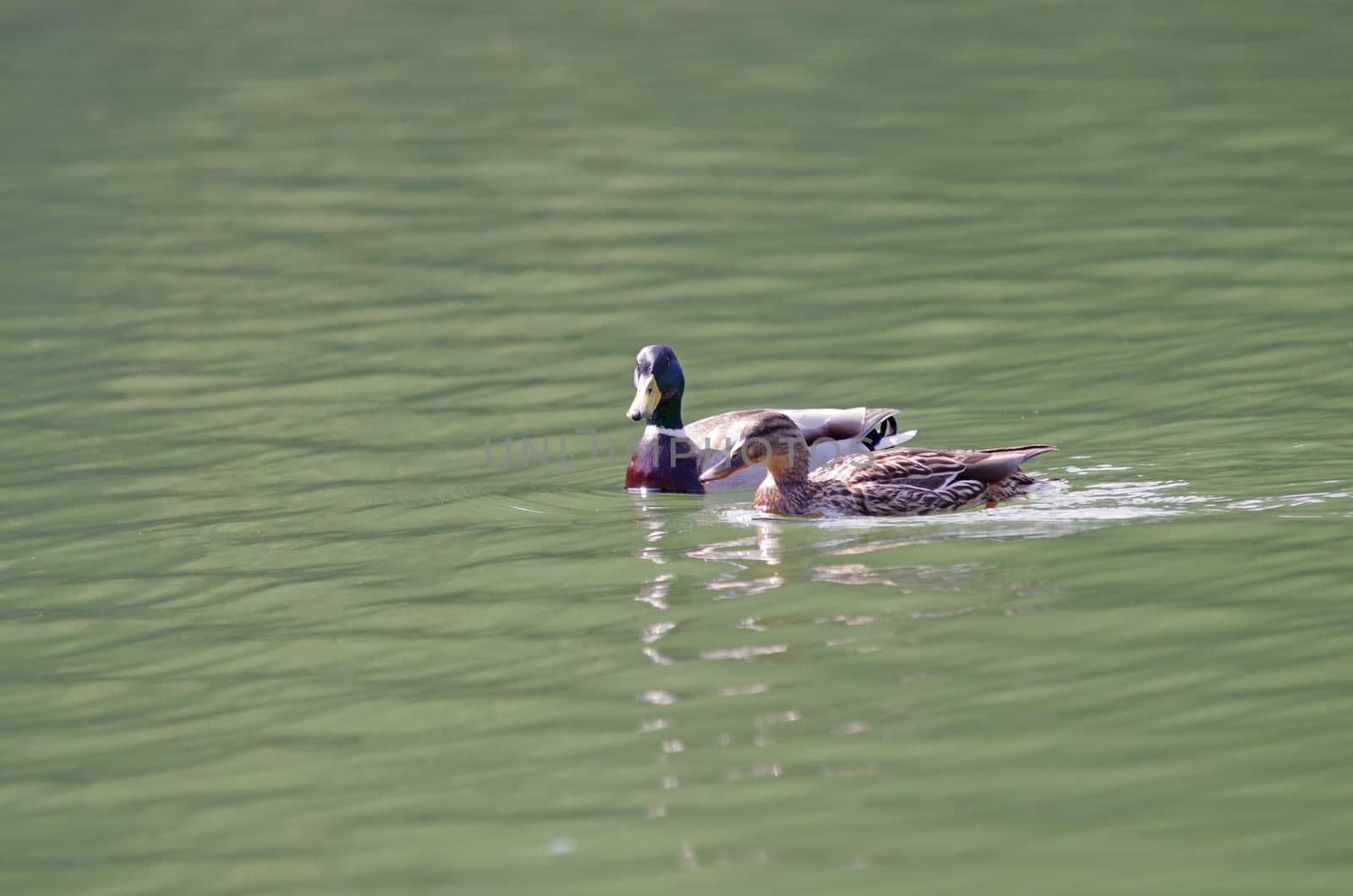 Two ducks on the lake in Romania