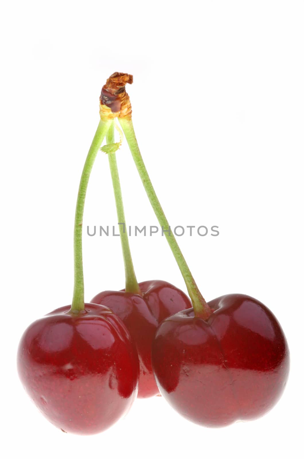 Twin cherry isolated on a white background