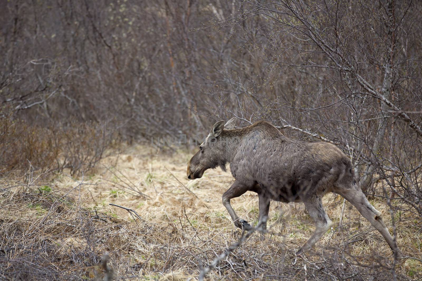 A wild Moose in a Norwegian forest