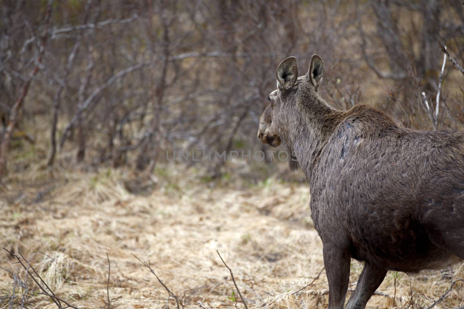 Wild Moose by kjorgen