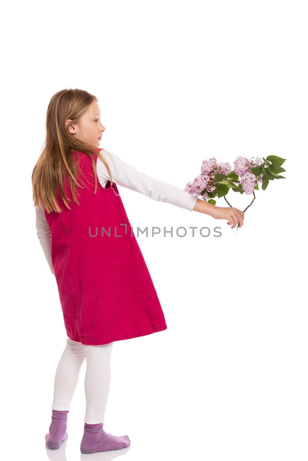 Beautiful young girl with long hair wearing red dress and holding lilac flowers. Isolated on white background.