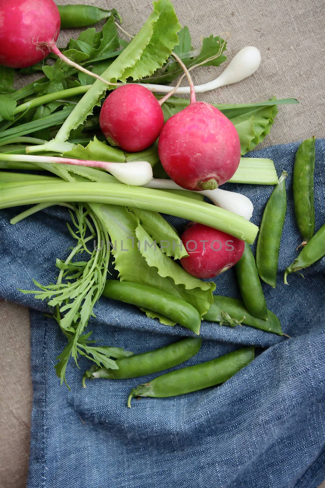 Fresh vegetables radish onion pea greens for salads in summer by cococinema
