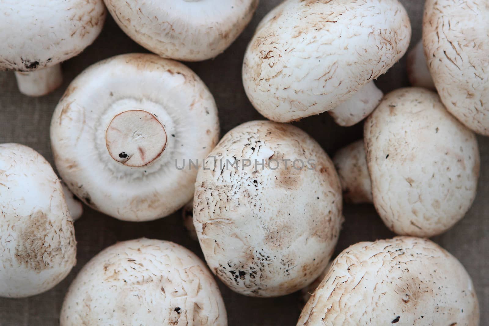 Fresh large field mushrooms
