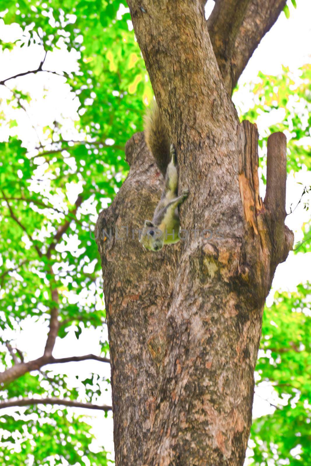 Tree bark, dry parts of the tree. 
