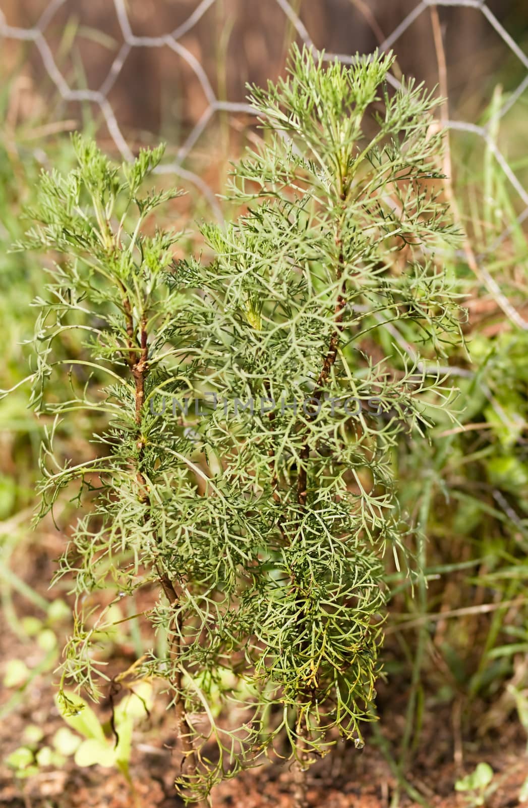 Wormwood herb Absinthe Artemisia absinthium by sherj