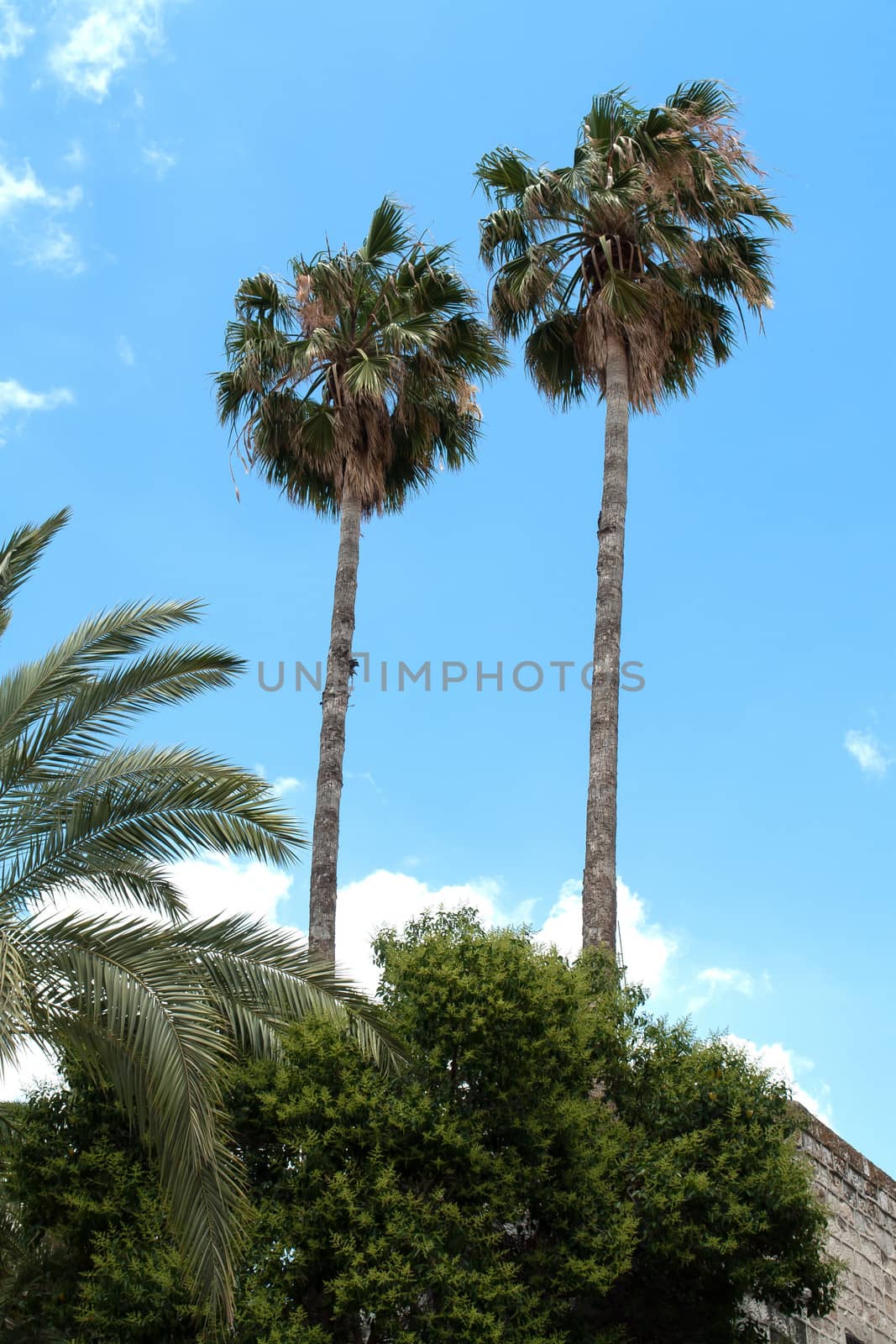 Beautiful tall Tropical exotic  Palm trees with clear blue summer sky