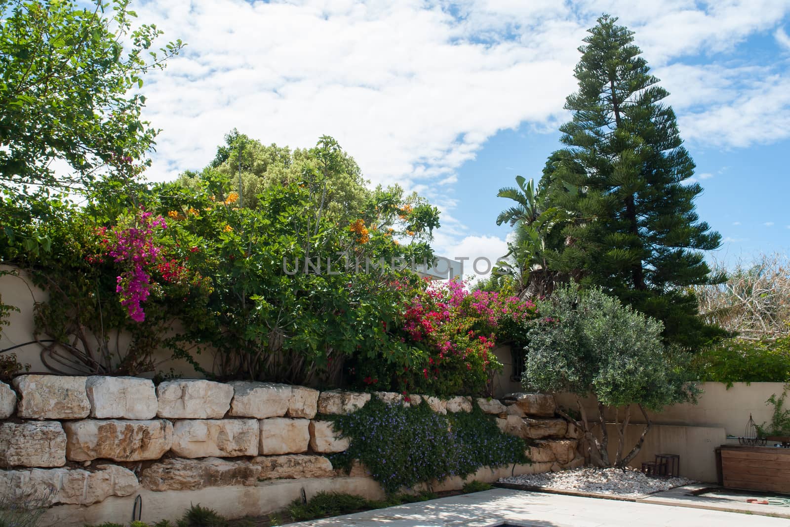 Beauatiful classical Mediterranean garden with blooming flowers and plants