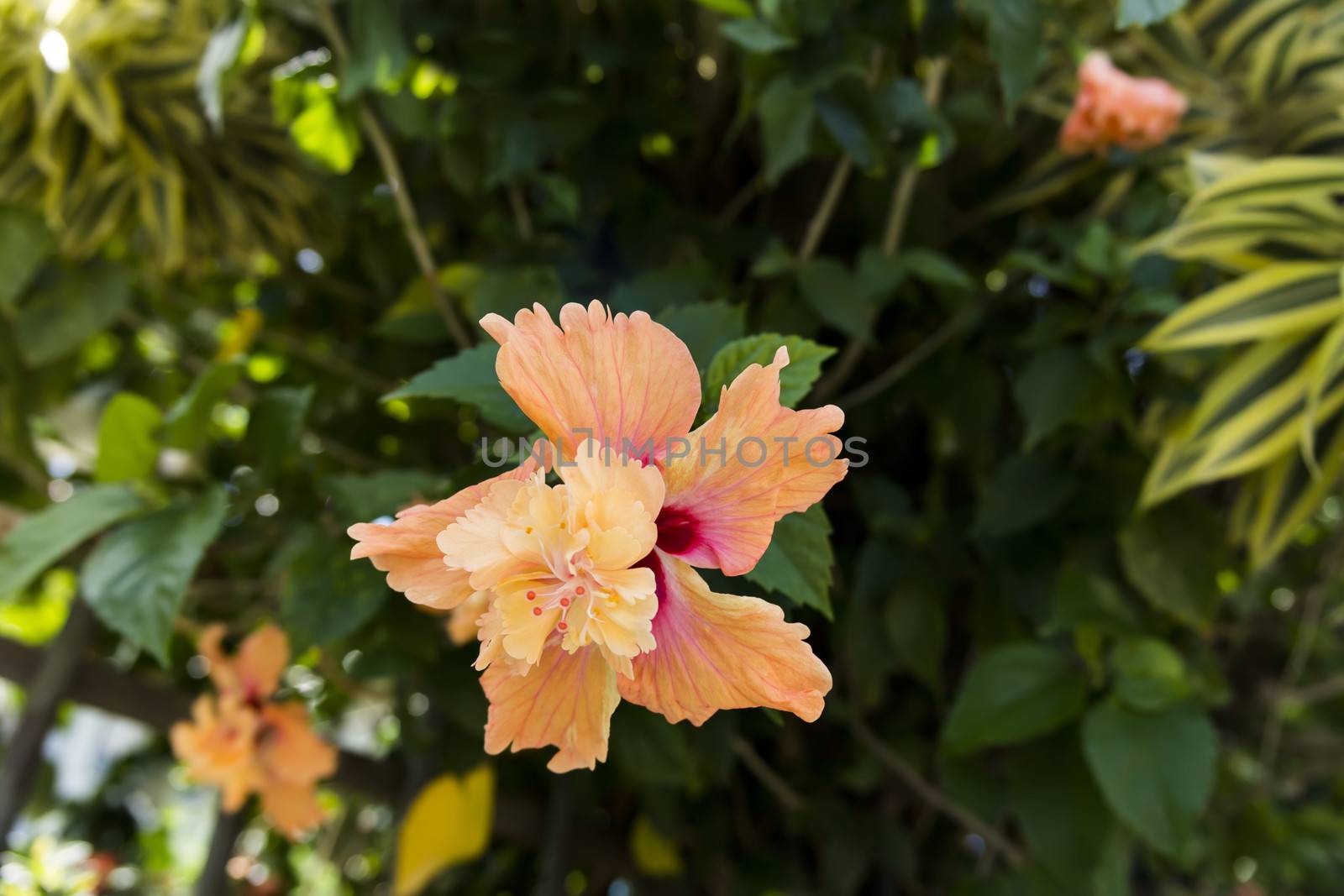 Hibiscus Flower on Pattaya streets. Thailand, Summer 2013.