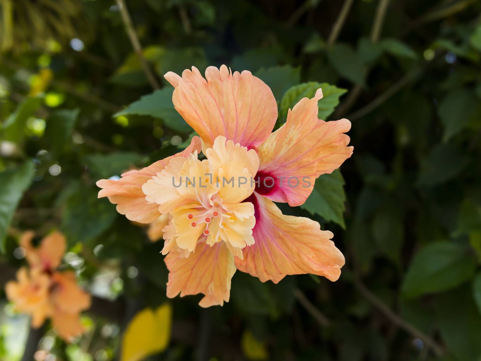 Big Hibiscus Flower on Pattaya streets. Thailand, Summer 2013.