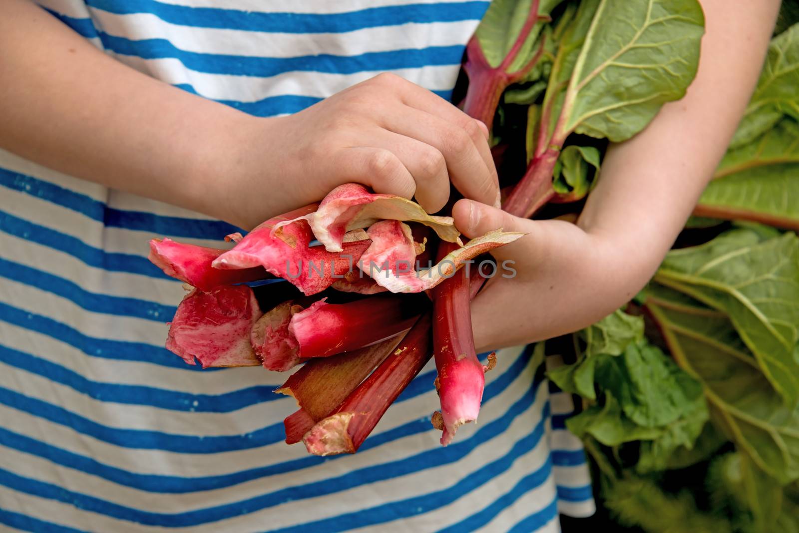 A person is carrying rhubarb under his arm