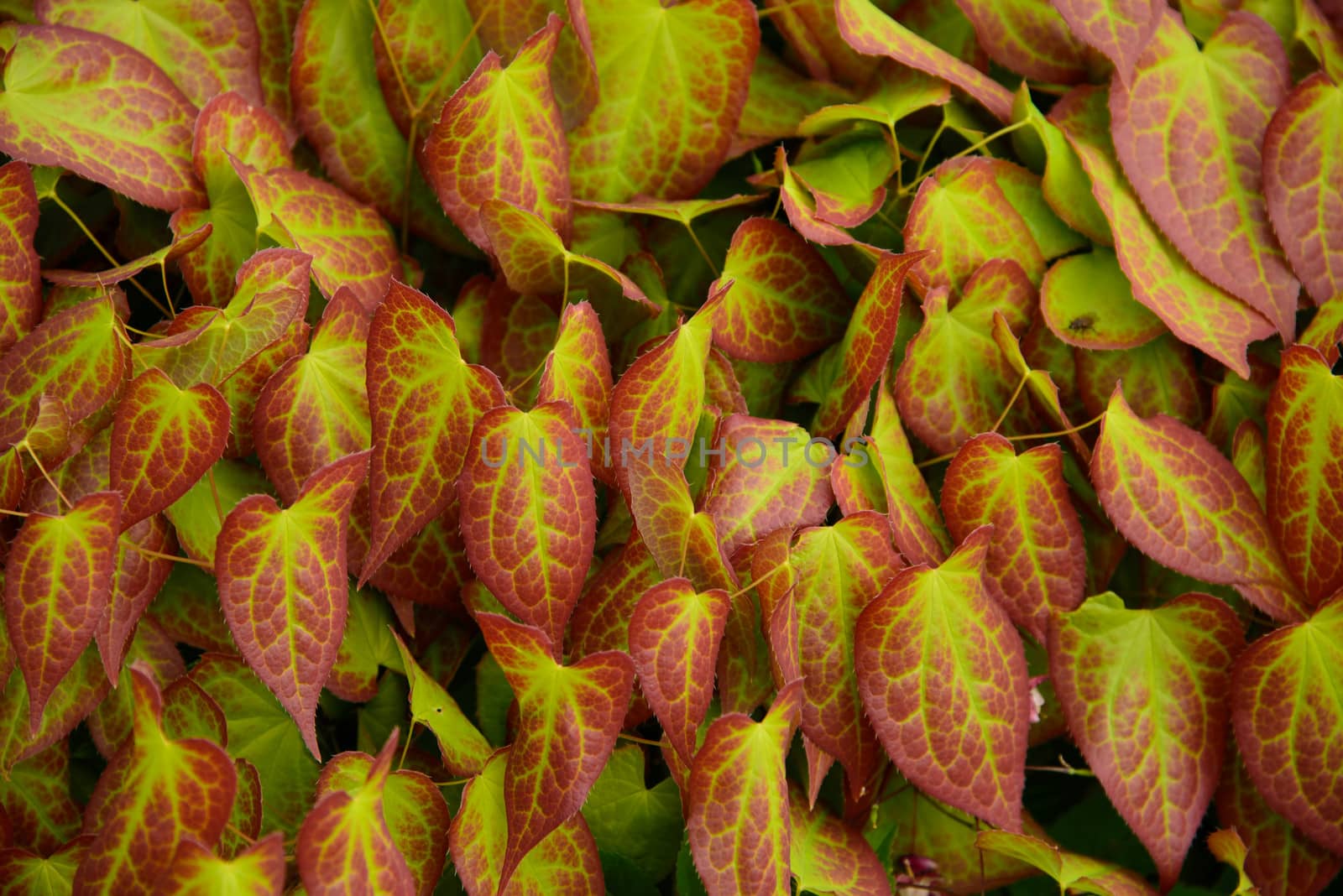 Epimedium leaves by GryT