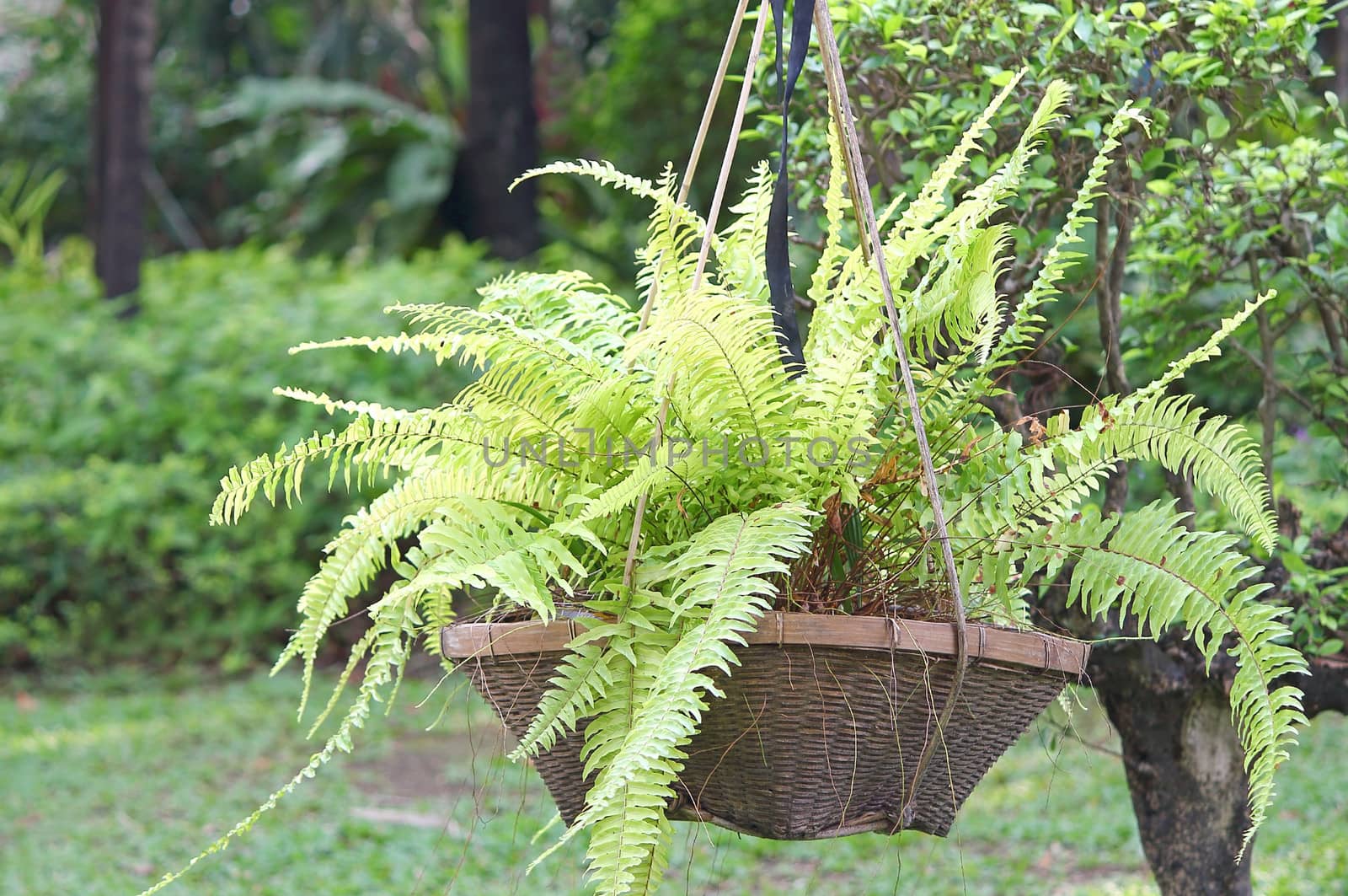 Fern in a flower pot, decorate in a garden