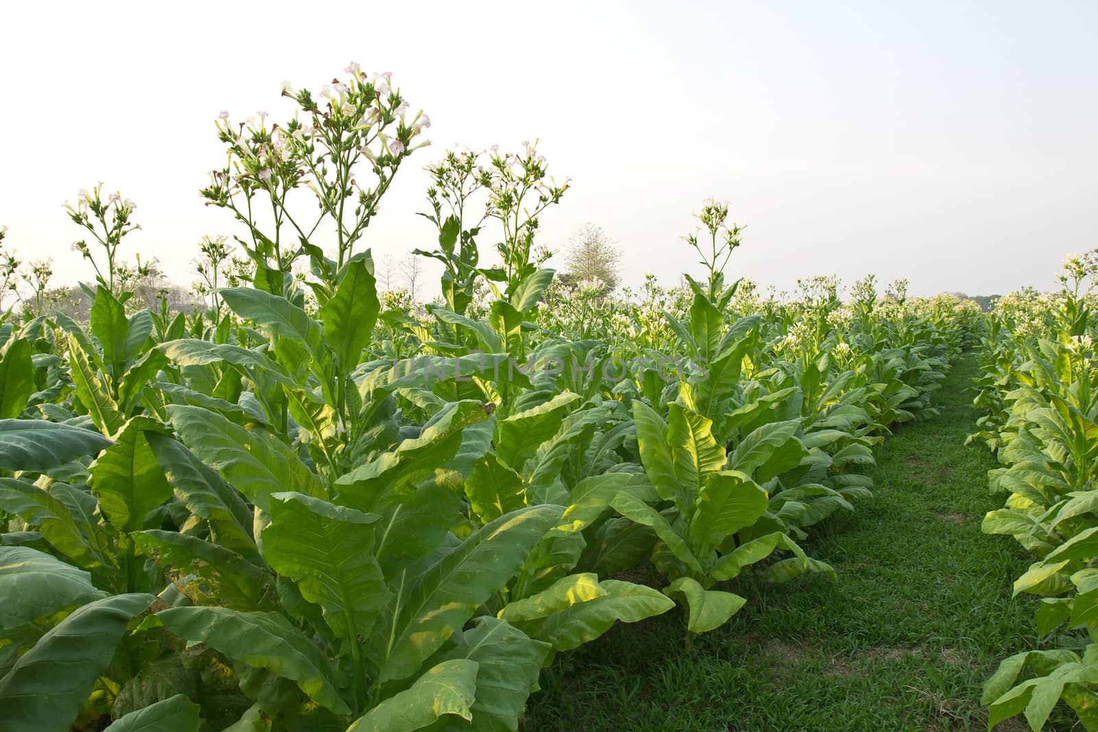 Tobacco garden plant of thailand