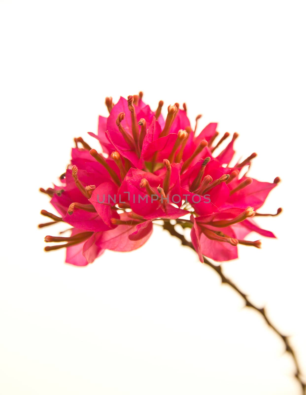 Bougainvillea hybrida, Pink Paper flower isolated