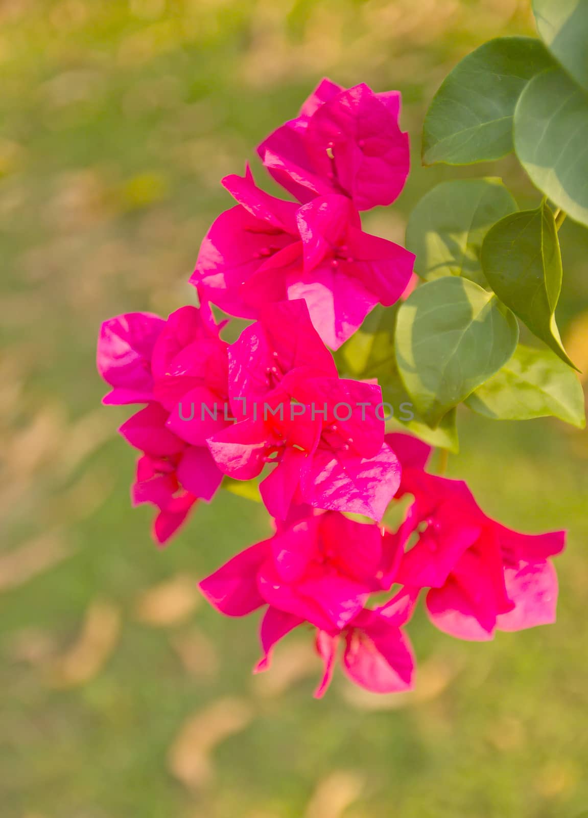 Bunch of tropical paper-like bougainvillea flower at end of a branch.