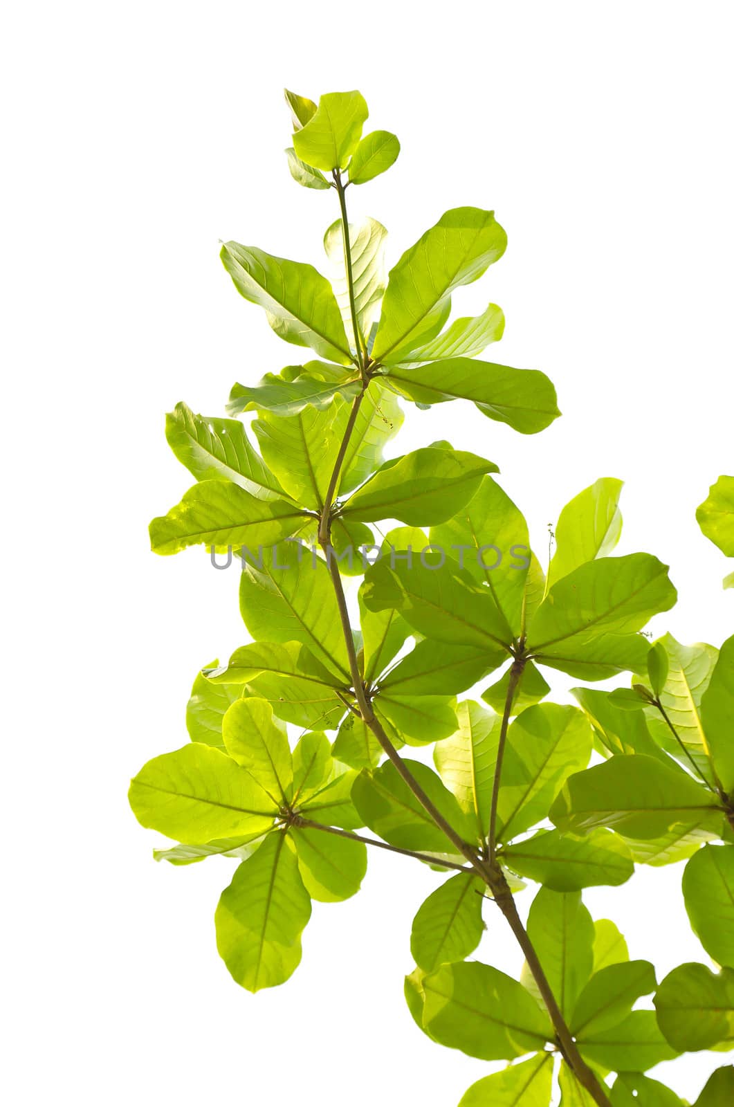 Green leave isolated on white background