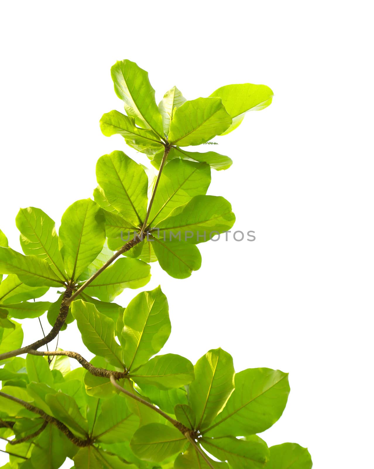 Green leave isolated on white background