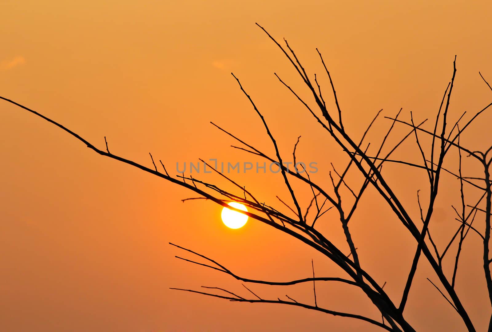 Closeup branch on a sunset background