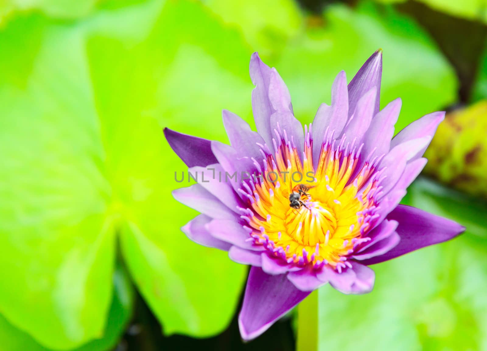 Bee in beautiful lotus by bunwit