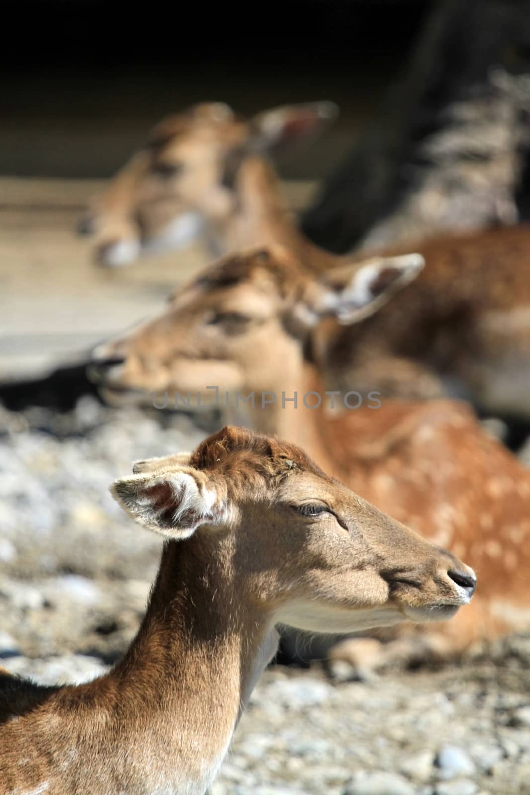 Deer fallow heads by Elenaphotos21