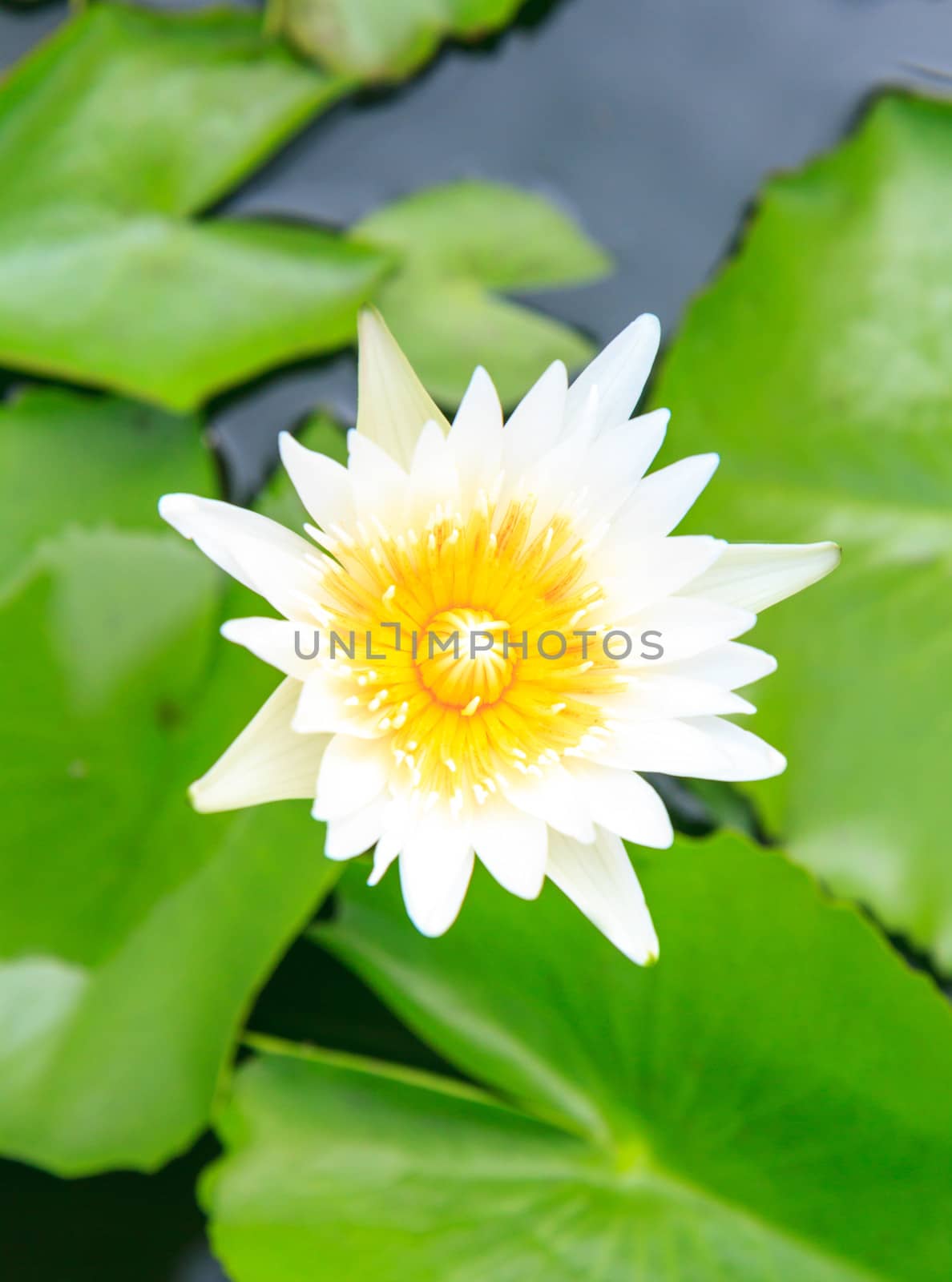 White lotus in the nature