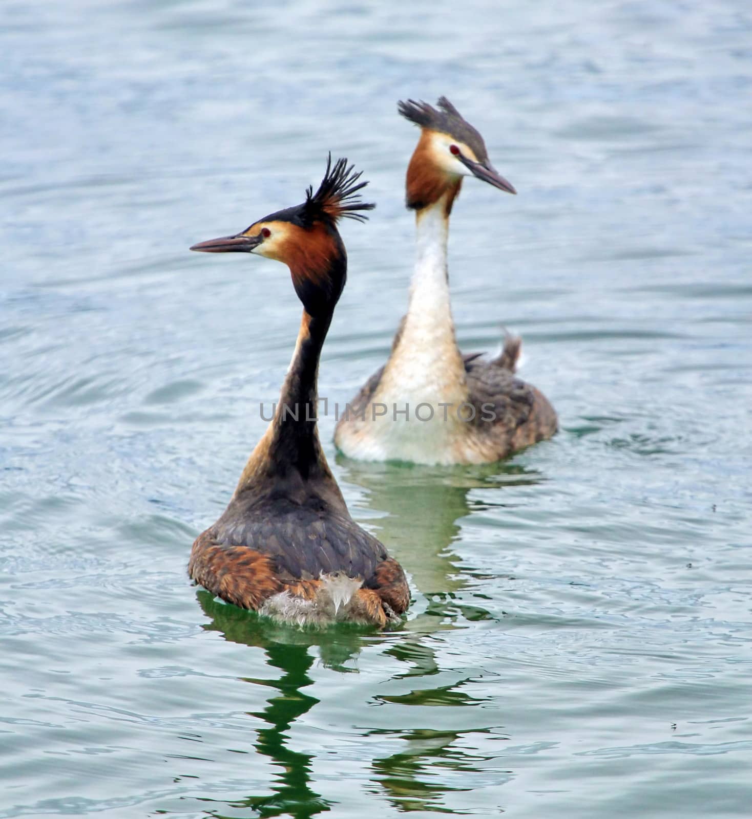 Two red crested grebe duck parading face to face