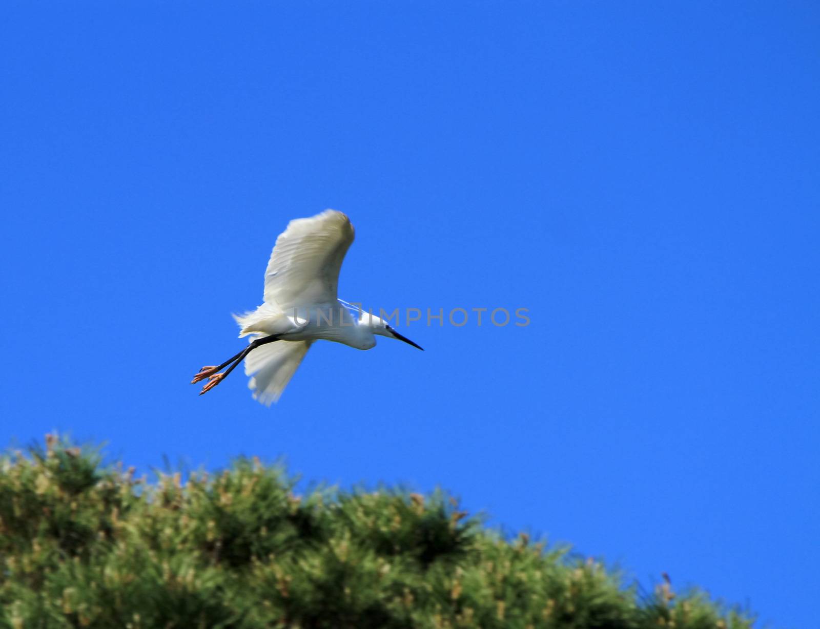 Beautiful white egret bird flying up from the top of a tree in deep blue sky