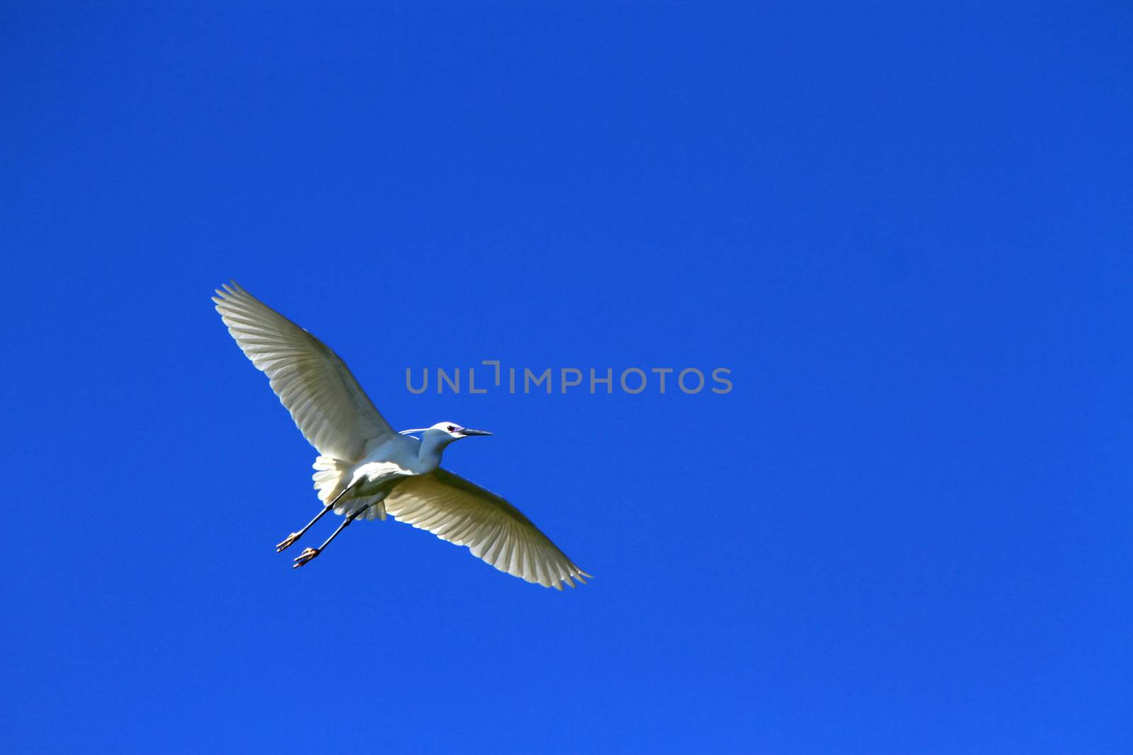 Beautiful white egret bird flying wings wide open in deep blue sky