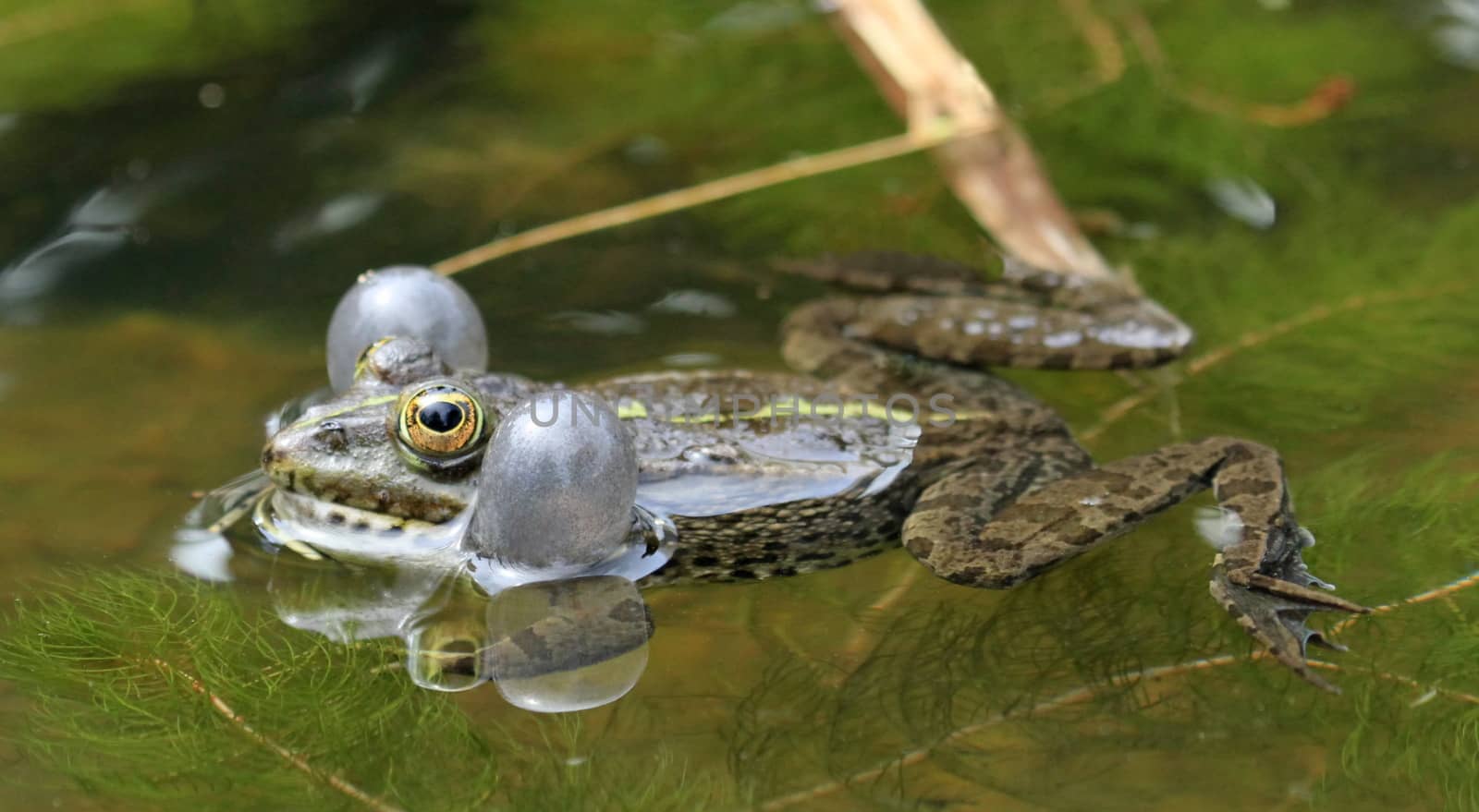 Frog swimming in the pond and croaking so as to have two bubbles around its head
